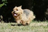 NORWICH TERRIER 070